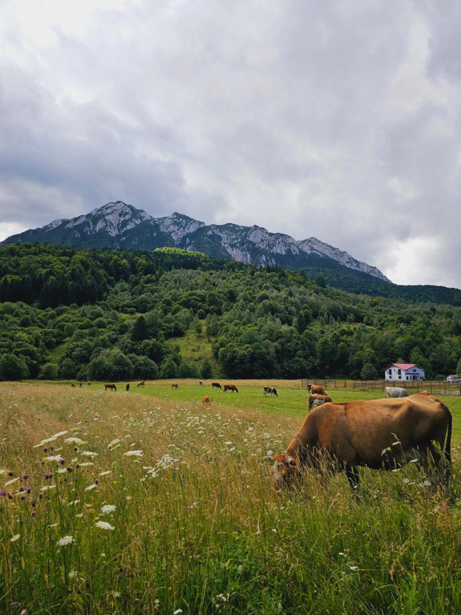 Pensiunea Kyfana Zărneşti Exteriér fotografie