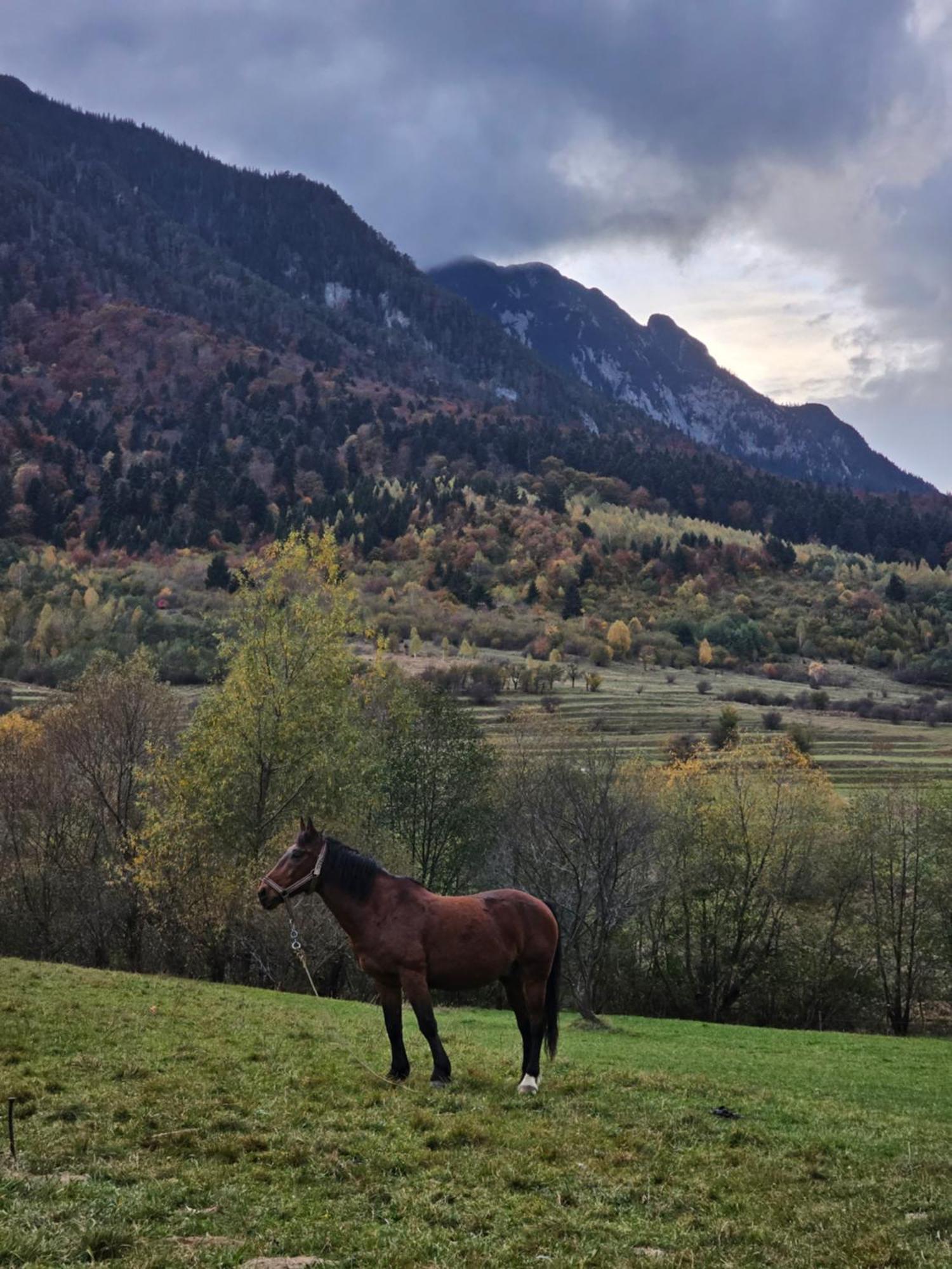 Pensiunea Kyfana Zărneşti Exteriér fotografie