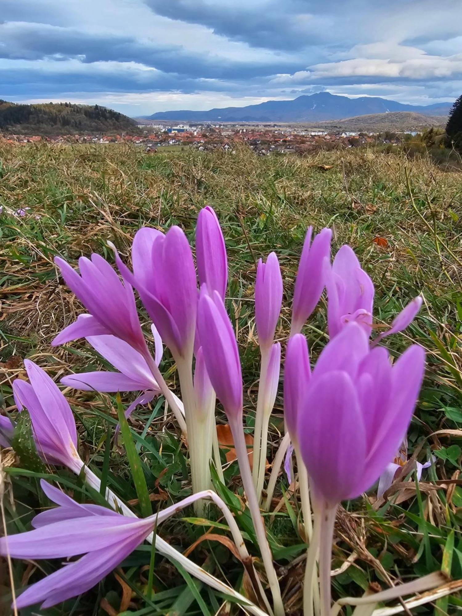 Pensiunea Kyfana Zărneşti Exteriér fotografie