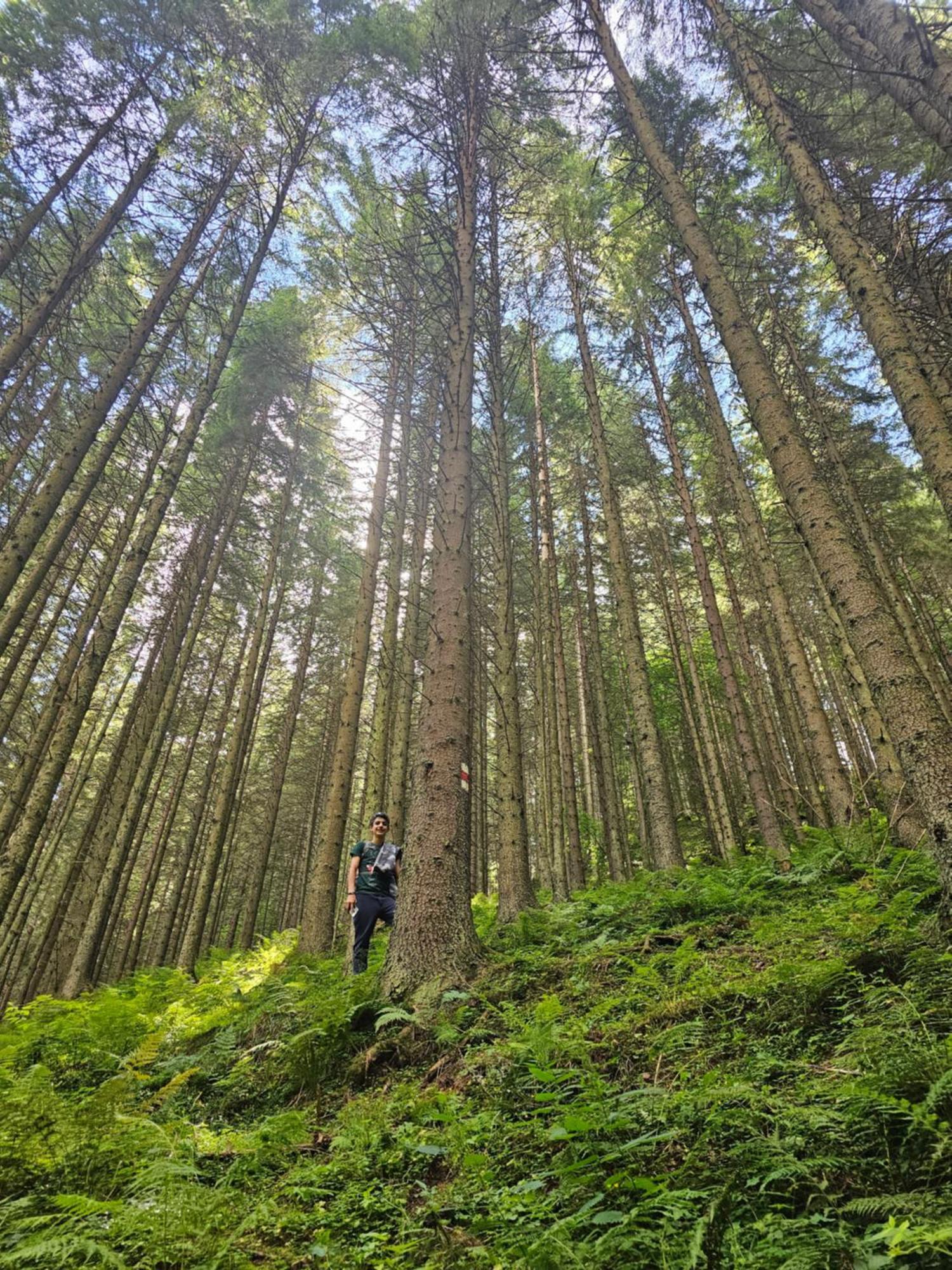 Pensiunea Kyfana Zărneşti Exteriér fotografie